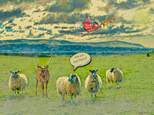 Are Ewe Lost Marra