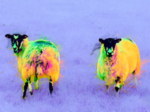Cumbrian Ramblers Colourful Sheep Greeting Card